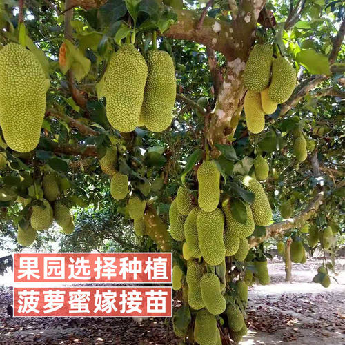 菠萝蜜树树苗嫁接印尼红肉泰国干苞海南四季榴莲蜜木菠萝蜜果树苗 - 图1