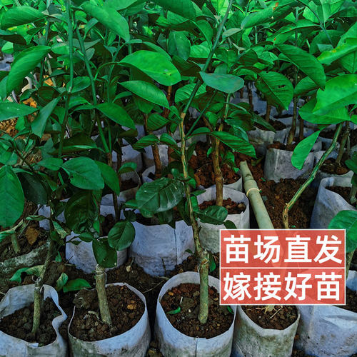 泰国暹罗红柚苗嫁接三红香水红柚容县香妃柚红皮红心红色柚子树苗 - 图2