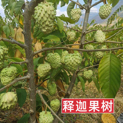 释迦果苗树嫁接台湾凤梨释迦苗特大牛奶释迦番荔枝林檎南方果树苗 - 图1