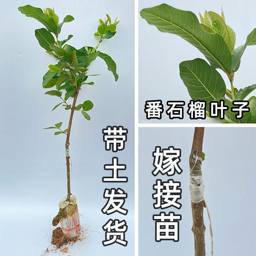 红心番石榴树果苗嫁接红宝石台湾黄金奶油四季白心珍珠帝王芭乐苗 - 图1