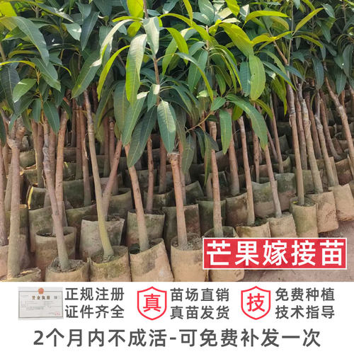 芒果苗树嫁接广西桂七芒果苗四季蜜芒金煌芒盆栽地栽南方果树带土 - 图0