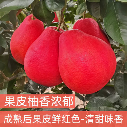 泰国暹罗红柚苗嫁接三红香水红柚容县香妃柚红皮红心红色柚子树苗 - 图1