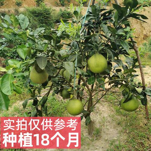 泰国红宝石柚子树苗嫁接青皮红肉红心蜜柚苗南方种植特大当年结果 - 图2