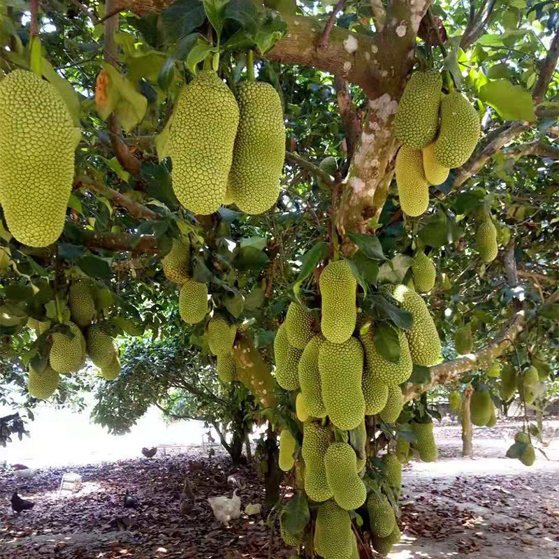 菠萝蜜树树苗嫁接泰国红肉干苞海南四季榴莲蜜木菠萝蜜果树苗庭院-图1