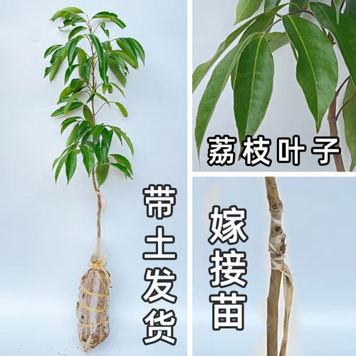 荔枝树苗嫁接仙进奉早熟妃子笑桂味荔枝苗南方庭院盆栽地栽带土 - 图2