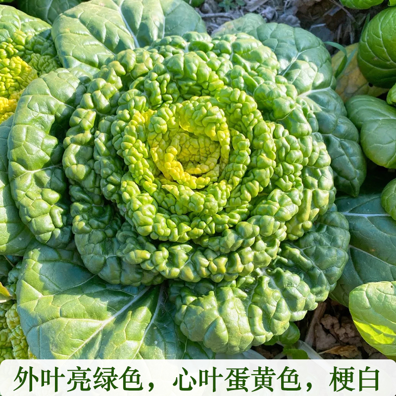 黄心菜种子卷窝菜豫南黄心乌塌菜小白菜春秋季种植特色蔬菜易种植-图0