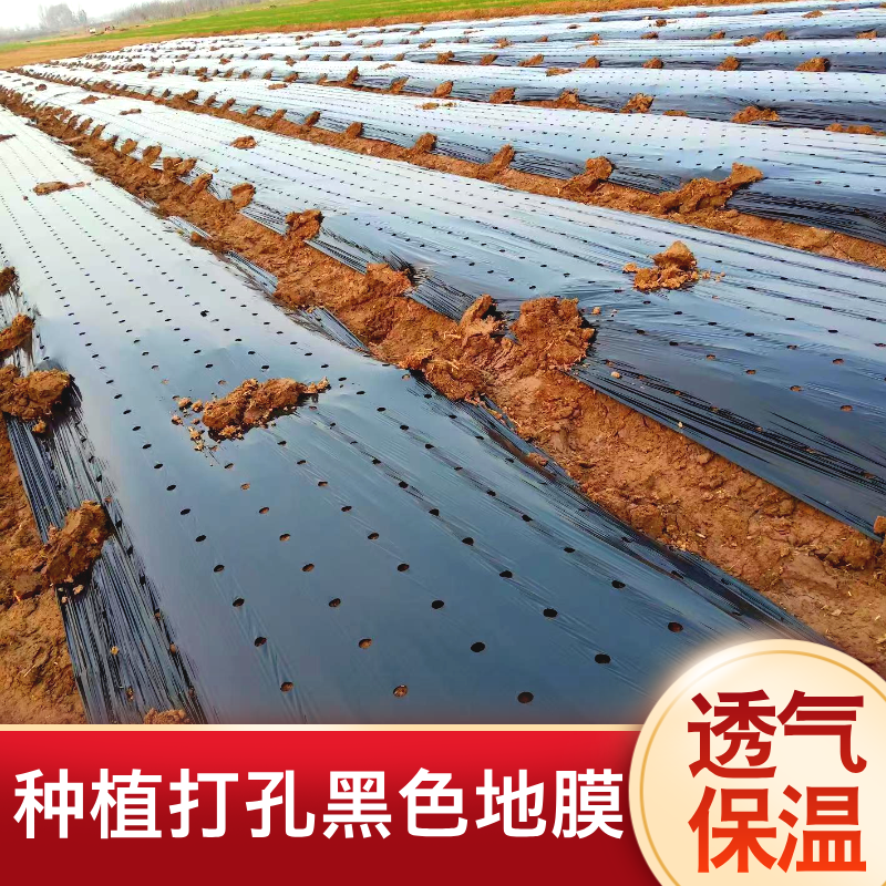 加厚开孔打孔黑地膜农用种植除草塑料薄膜草莓羊肚菌药材带孔地膜 - 图0