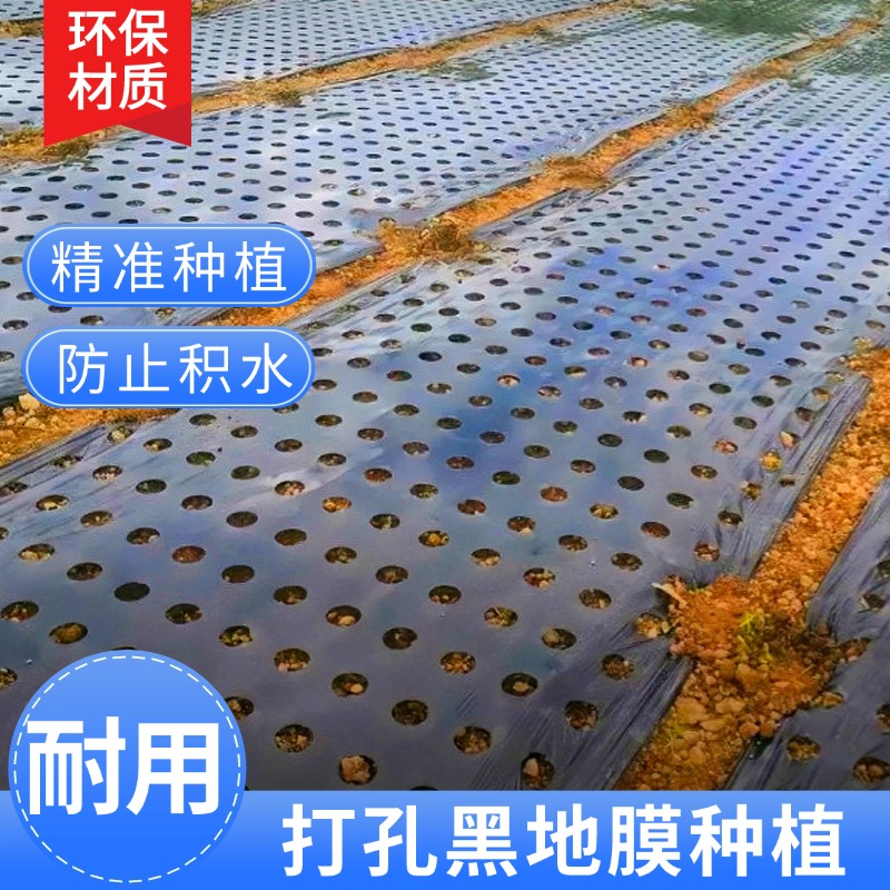 打孔黑地膜塑料薄膜除草保湿蔬菜药材羊肚菌中药种植专用免打孔膜 - 图2