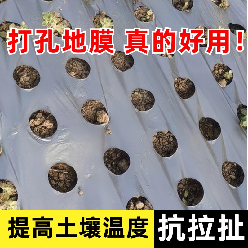打孔黑地膜塑料薄膜除草保湿蔬菜药材羊肚菌中药种植专用免打孔膜 - 图0