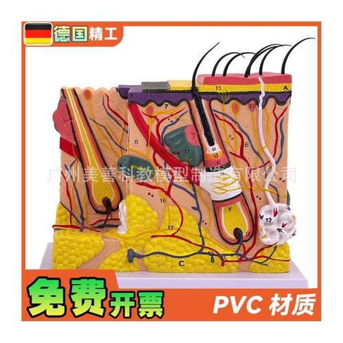 立体皮肤组织结构放大模型层次人体构造分层O解剖模具美容整形毛 - 图3