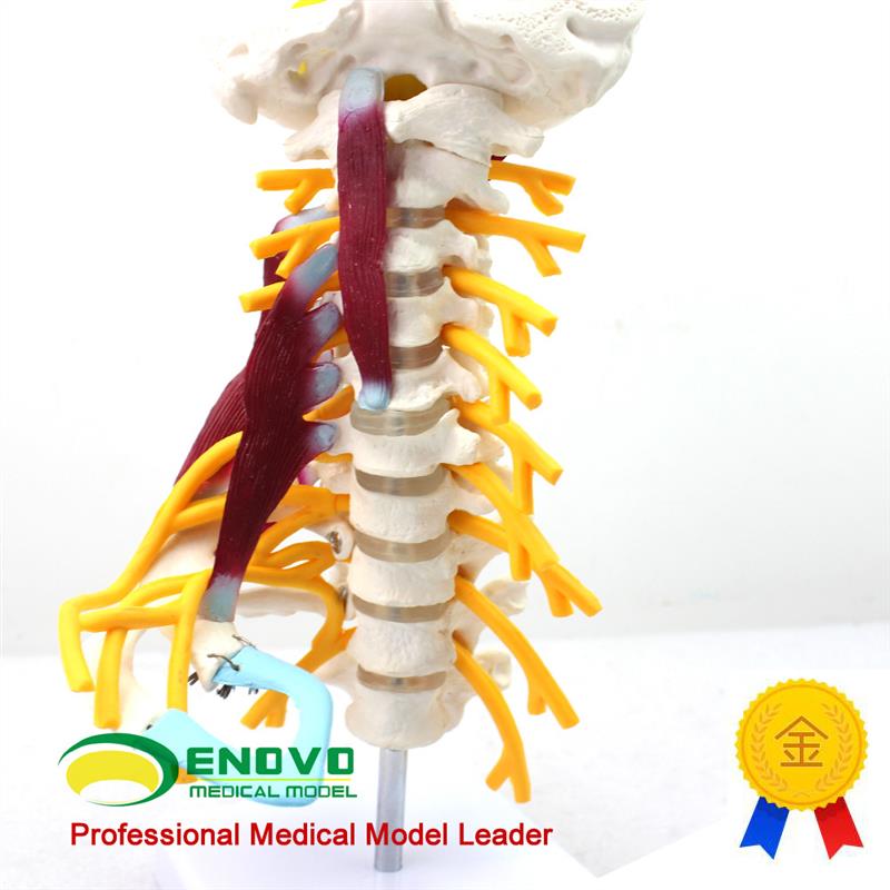 ENOVO颐诺医学人体颈椎模型颈臂丛神I经肌肉模型人体骨骼标本模型 - 图0
