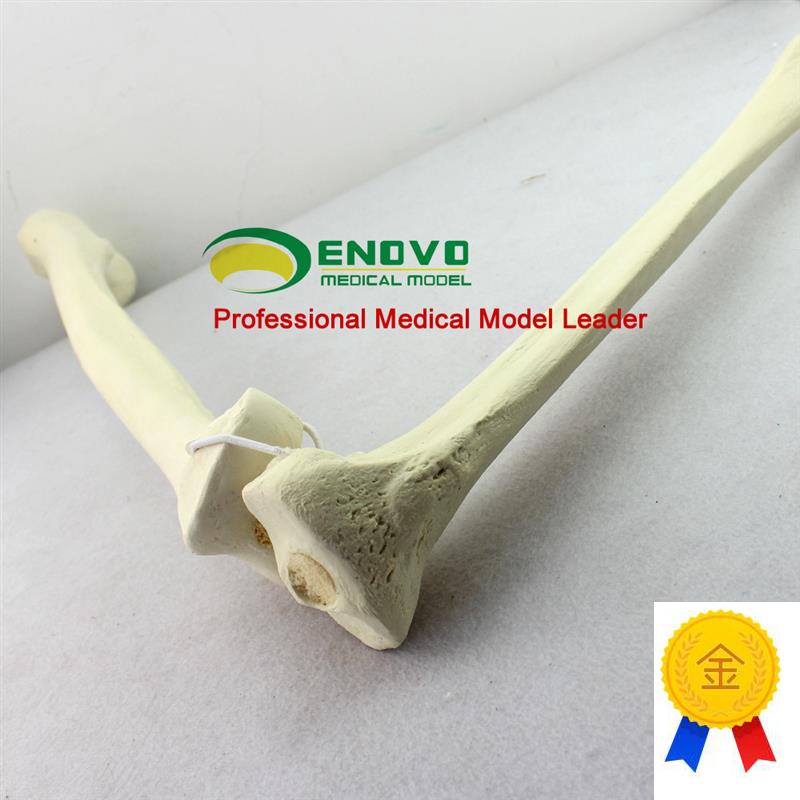 ENOVO颐诺g骨科术前Sawbone人工合成骨模型股骨胫骨模型骨科植入 - 图0