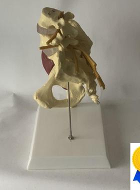 人体女性盆骨开合瑜伽演示髋关节教具骨盆L修复肌肉神经椎间盘突