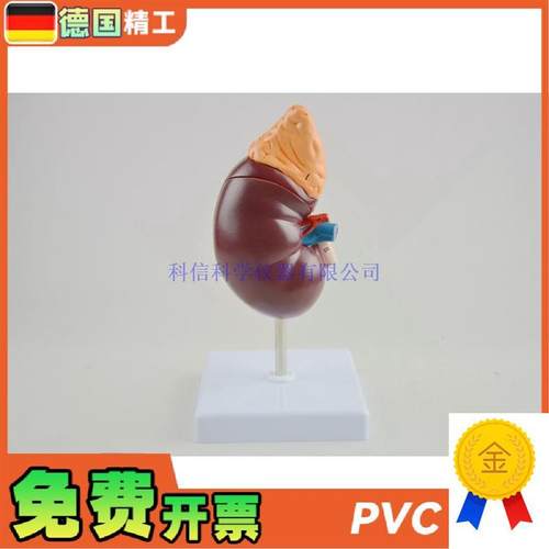 德国】人体肾模型肾解剖1比1肾脏泌尿I科医药礼品可拆教学科普教 - 图2