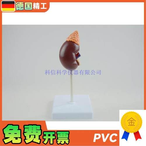 德国】人体肾模型肾解剖1比1肾脏泌尿I科医药礼品可拆教学科普教 - 图1