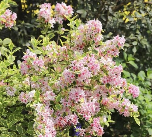花叶槿带 - 图0