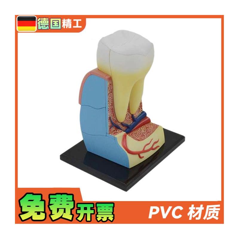 德国】拼装玩具人体牙齿拼装模型 器官解剖模型医学教学DIY科教 - 图3