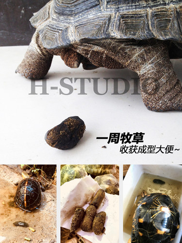 10合1混合草粉陆龟牧草粉饲料 调理肠道排酸排石金钱草车前草包邮 - 图2