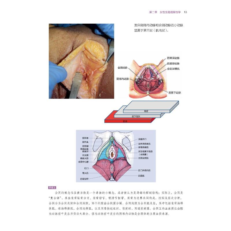 女性生殖器美学与功能整形图谱 200余幅解剖图片和临床照片 内容清晰易懂 适合初学者学习 北京大学医学出版社 - 图0