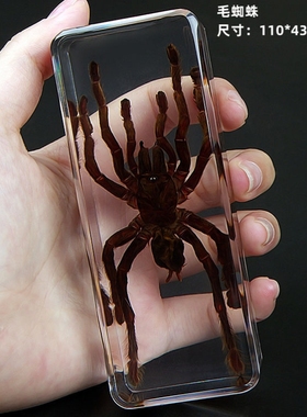 真实树脂昆虫标本真虫甲虫蜘蛛锹