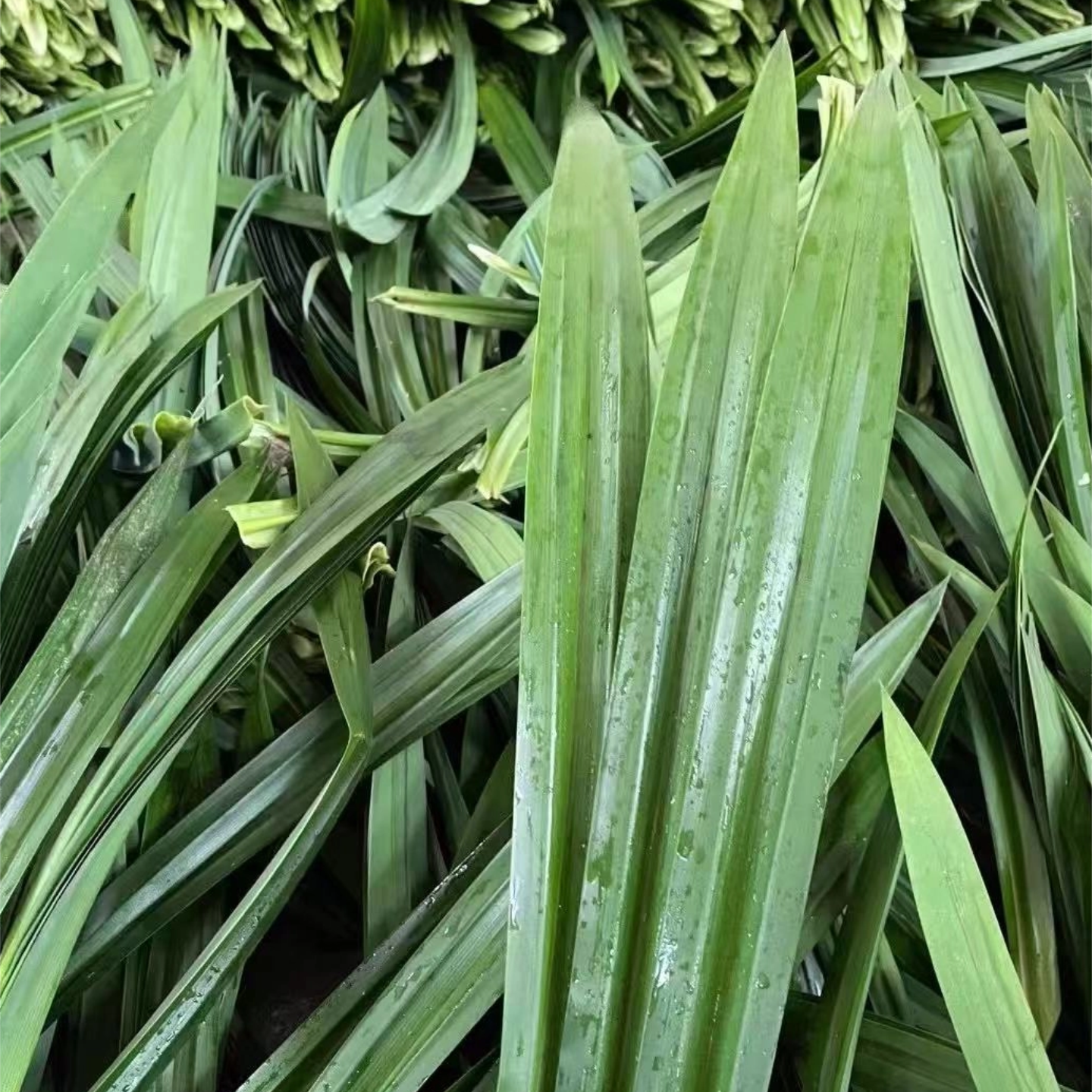 斑斓叶新鲜香兰叶可食用烘焙千层蛋糕芒果糯米饭调味糕点食材原料,淘宝优惠券,粉丝福利购,淘宝优惠卷