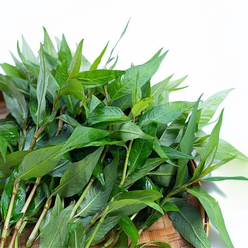 新鲜香柳叶鱼生草叻沙叶香蓼辣蓼草拉萨叶拉莎叶500g鱼生越南香菜 - 图0