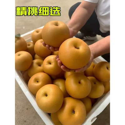 Mm山东烟台莱阳谭格庄秋月梨现摘现发（生鲜已发出不支持退货）