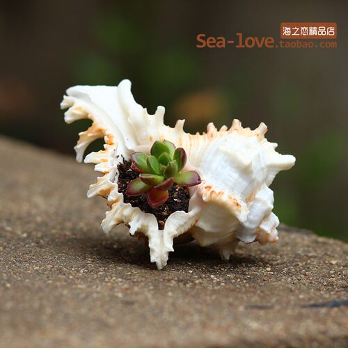 千手菊花螺天然贝壳海螺家居地台鱼缸造景水族箱装饰品地中海摆件 - 图3