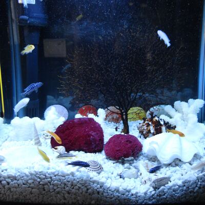 天然笙珊瑚底石海螺贝壳蜂窝管珊瑚鱼缸造景水族箱装饰地中海摆设 虎窝淘