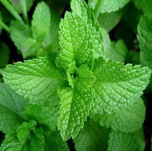 薄荷盆栽包邮新鲜可食用薄荷叶办公室内盆栽植物薄荷草 - 图0