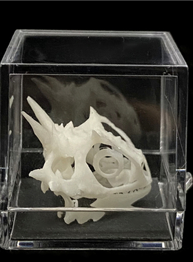 新款3D打印动物骨骼标本高精度模型光敏树脂摆件装饰礼物收藏定制