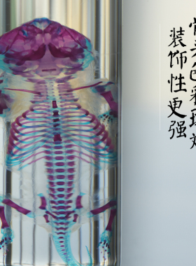 新款透明骨骼双重染色标本哺乳类鼠幼崽纯手工礼物摆件男女礼物
