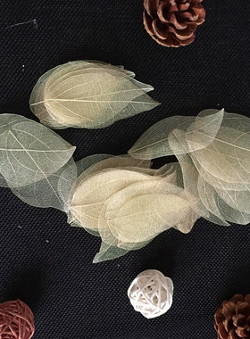 植物天然金刚学生老师创意菩提叶