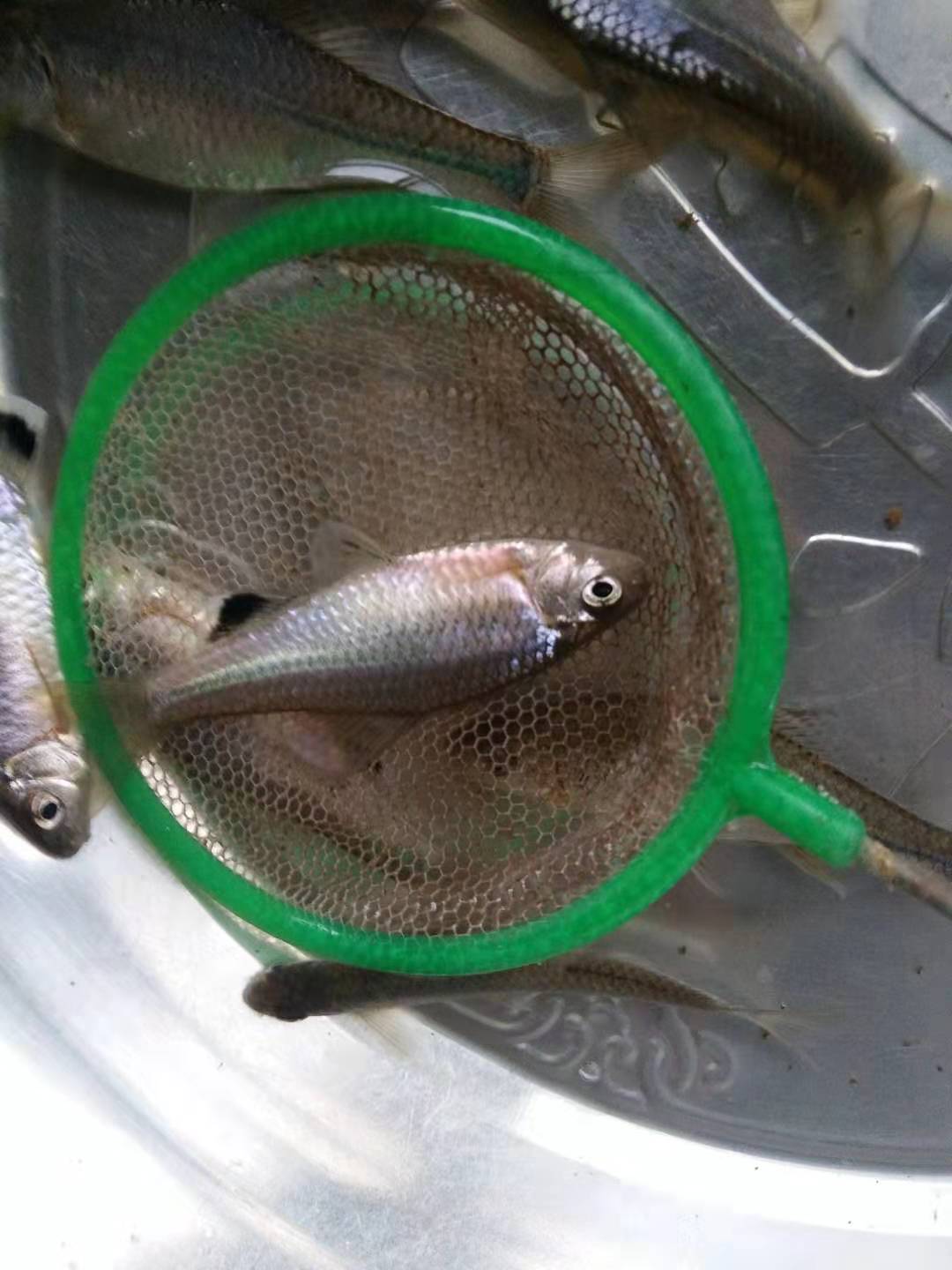 无须鱊黑斑鳑鲏冷水旁皮鱼溪流草缸原生观赏鱼群游鱼 - 图2