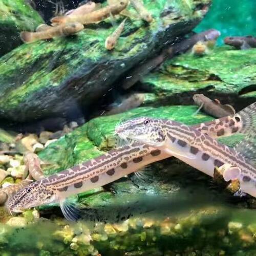 中华花鳅翻沙清道夫溪鳅小泥鳅观赏活体水族宠物原生底栖冷水鱼 - 图1