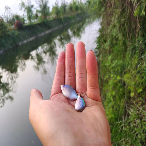 高体鰟鮍鱼七彩旁皮鱼除藻吃藻冷水原生鱼活体 - 图2