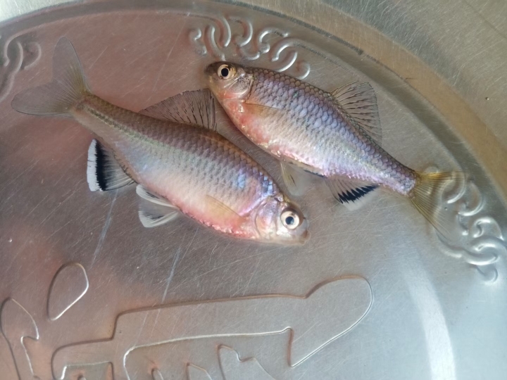 无须鱊黑斑鳑鲏冷水旁皮鱼溪流草缸原生观赏鱼群游鱼 - 图0