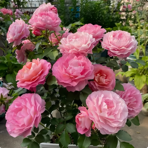海神王阳台月季花苗大花浓香型庭院地栽丰花月季四季开花耐寒植物 - 图0