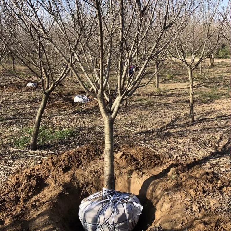 樱花树苗盆栽带花苞园林绿化庭院风景大树苗一年四季开花不断植物 - 图2