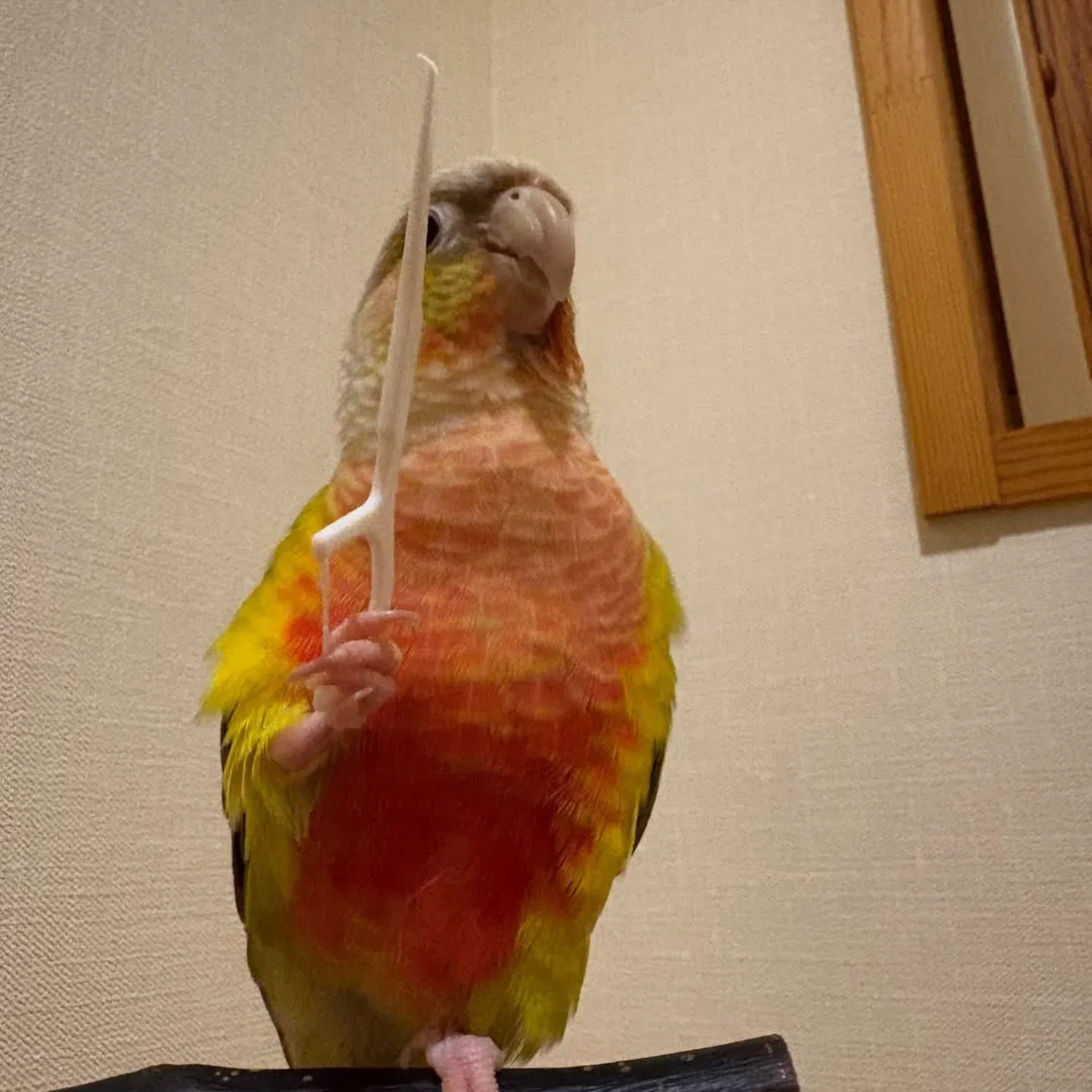 小太阳鹦鹉活鸟会说话手养亲人凤梨黄边肉桂小鸟宠物鸟类半毛雏鸟,淘宝优惠券,粉丝福利购,淘宝优惠卷