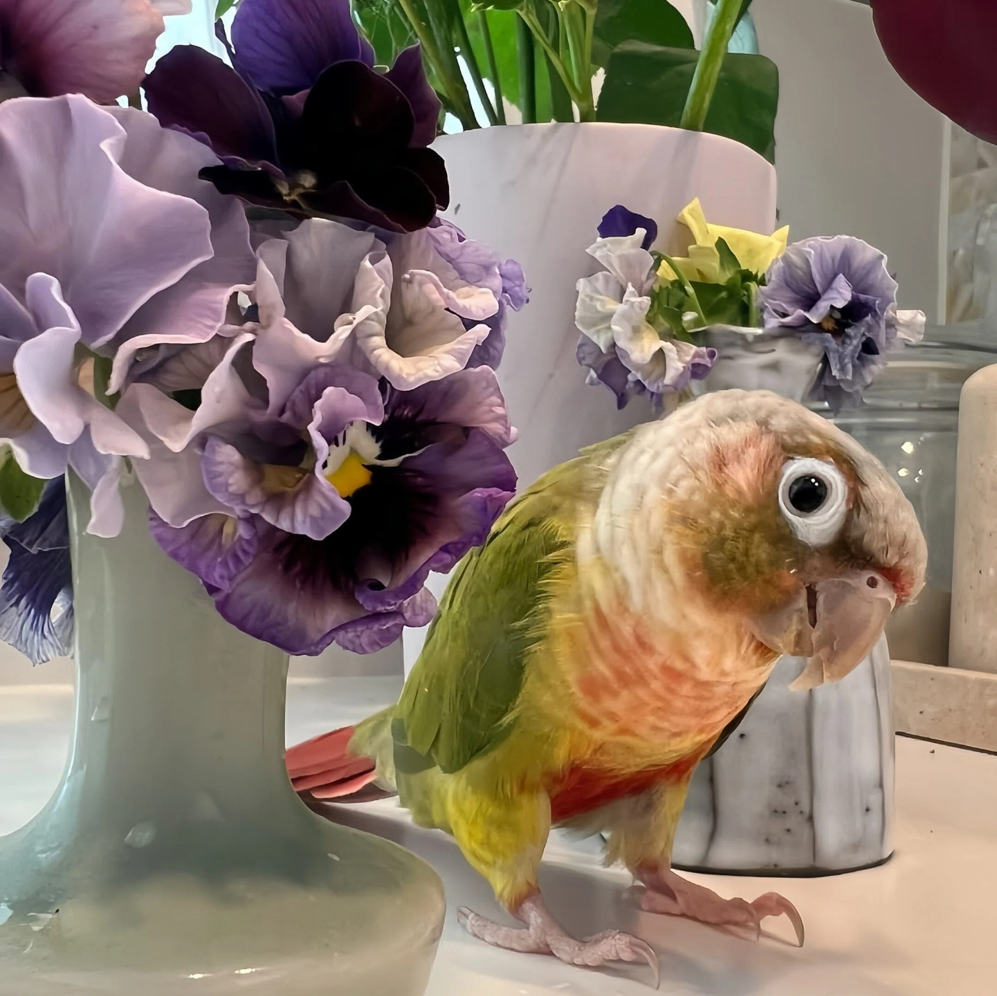 小太阳鹦鹉活体会学说话黄边凤梨绿颊肉桂活体雏鸟小鸟宠物亲人鸟,淘宝优惠券,粉丝福利购,淘宝优惠卷