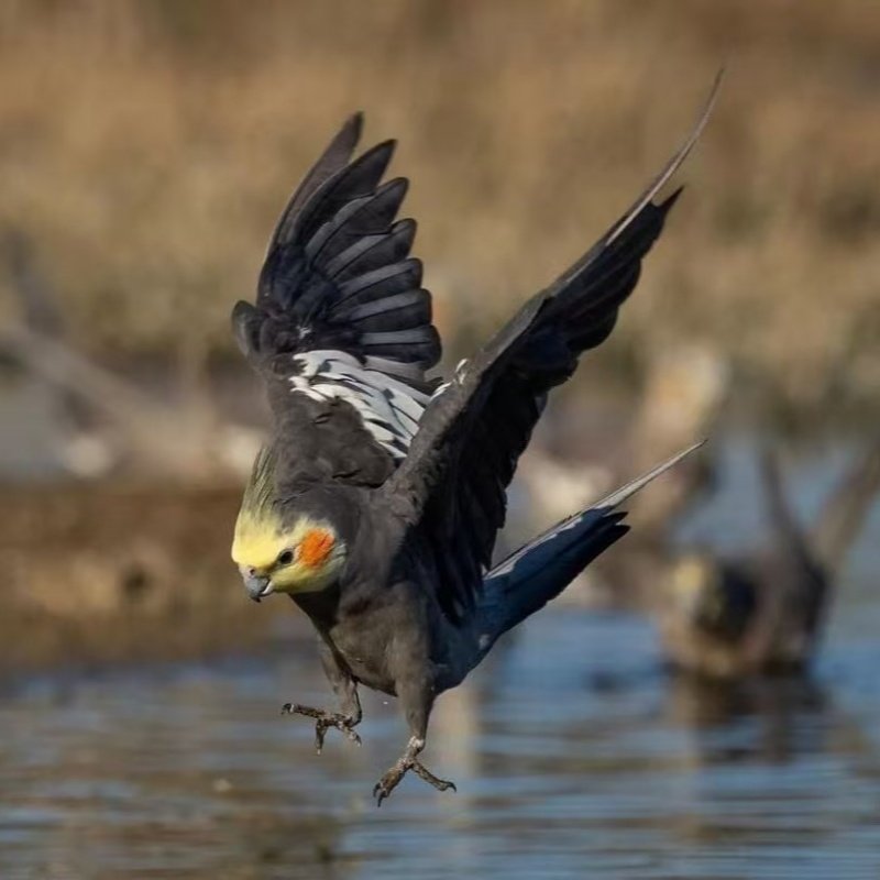 高端玄凤纯手养宠物鸟会吹口哨会技能亲人粘人好喂养黄化可繁殖鸟,淘宝优惠券,粉丝福利购,淘宝优惠卷