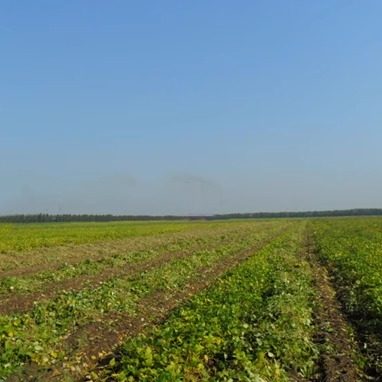 新货1000克四月芳菲农家自产红豆红小豆杂粮粗粮非赤小豆-图2