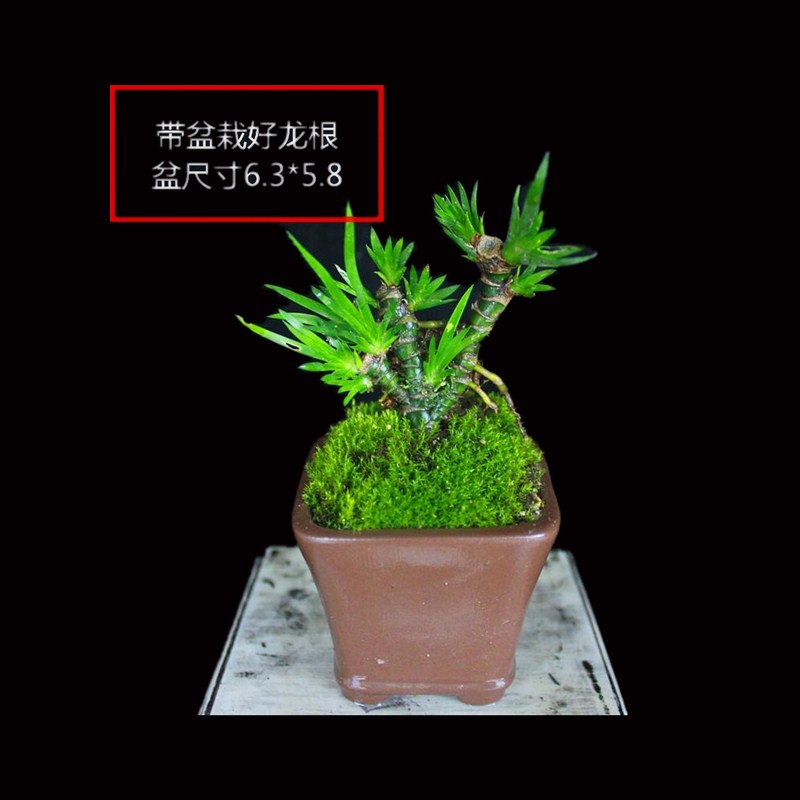 龙根菖蒲盆景吸甲醛绿植室内办公桌菖蒲草养龟挺水培植物盆栽包邮-图2