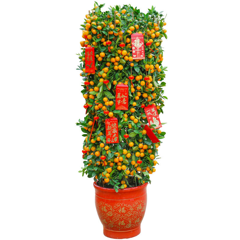 金桔树金橘树 室内观果植物盆栽 春节年宵花卉年桔带果送货上门,淘宝优惠券,粉丝福利购,淘宝优惠卷