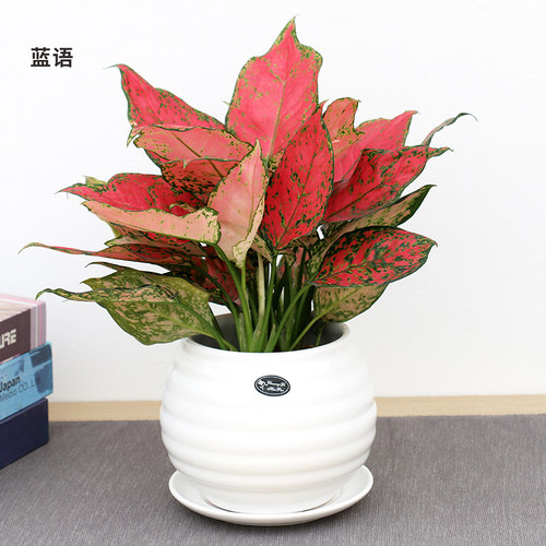 如意皇后花盆栽 彩色粗肋草万年青类绿植花卉 非常好养的室内植物 - 图2