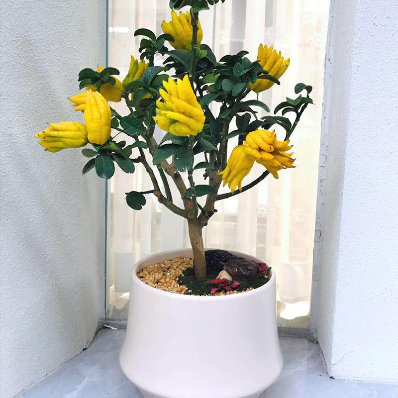 【可拍照选货】佛手树盆栽带果佛手柑果树苗室内客厅盆景植物好养,淘宝优惠券,粉丝福利购,淘宝优惠卷