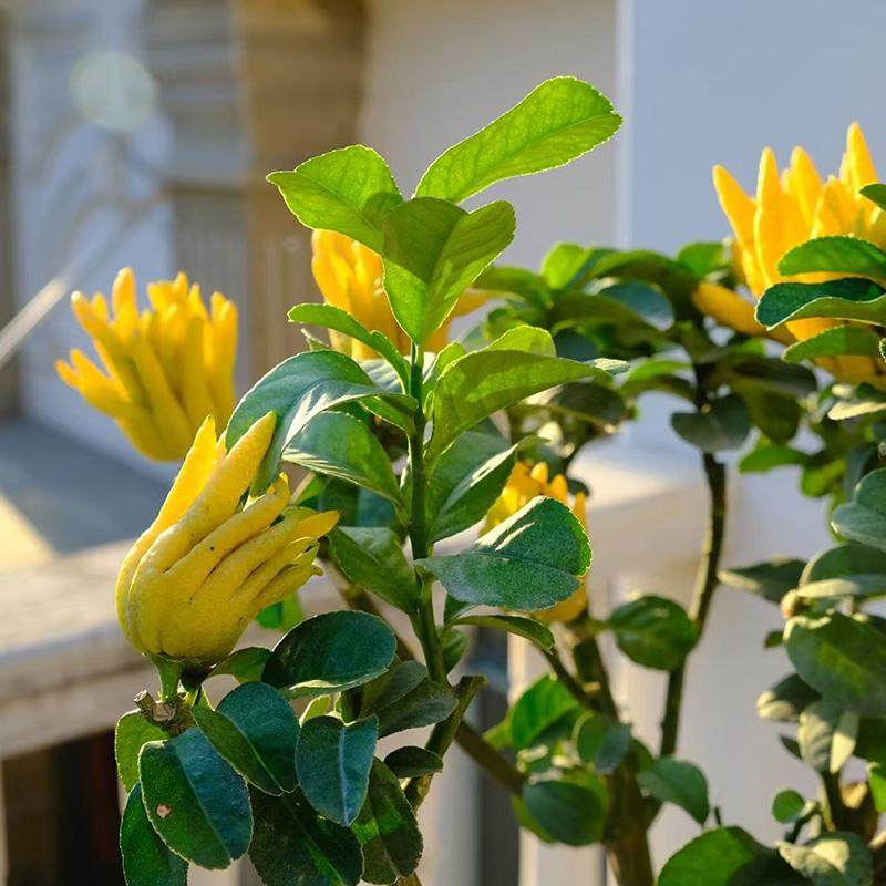 【可拍照选货】佛手树盆栽带果佛手柑果树苗室内客厅盆景植物好养,淘宝优惠券,粉丝福利购,淘宝优惠卷