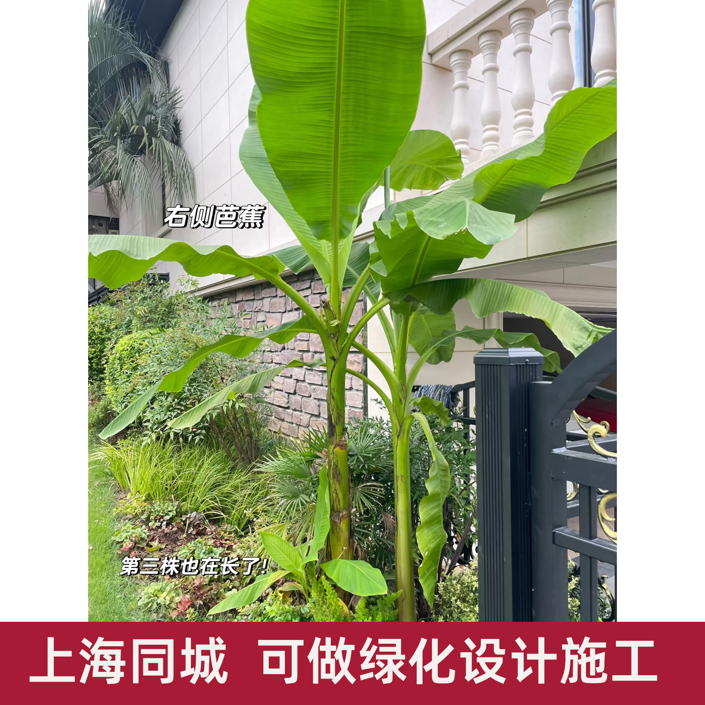 大型芭蕉树盆栽 阳台户外庭院绿植花卉芭蕉苗 耐寒耐晒大叶植物 - 图0