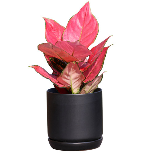 如意皇后花盆栽 彩色粗肋草万年青类绿植花卉 非常好养的室内植物 - 图3